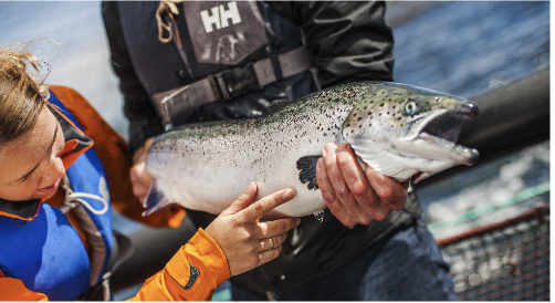 Fisherman using Aquaculture technology on fish she caught in a sustainable aquatic ecosystems